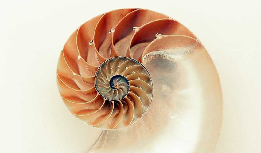 Nautilus