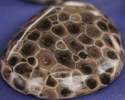 Beautiful Petoskey Stone