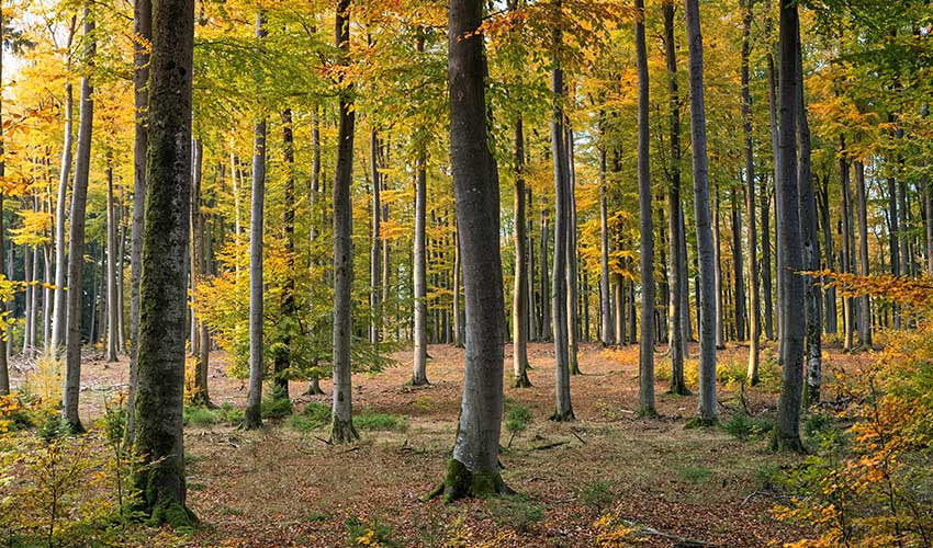 Saving Removing Trees